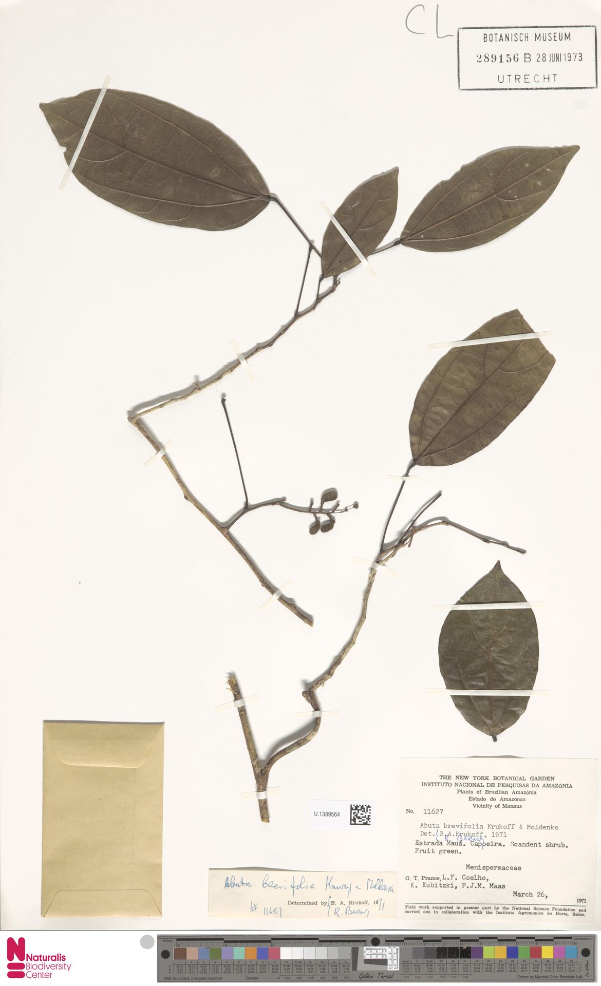 Abuta brevifolia