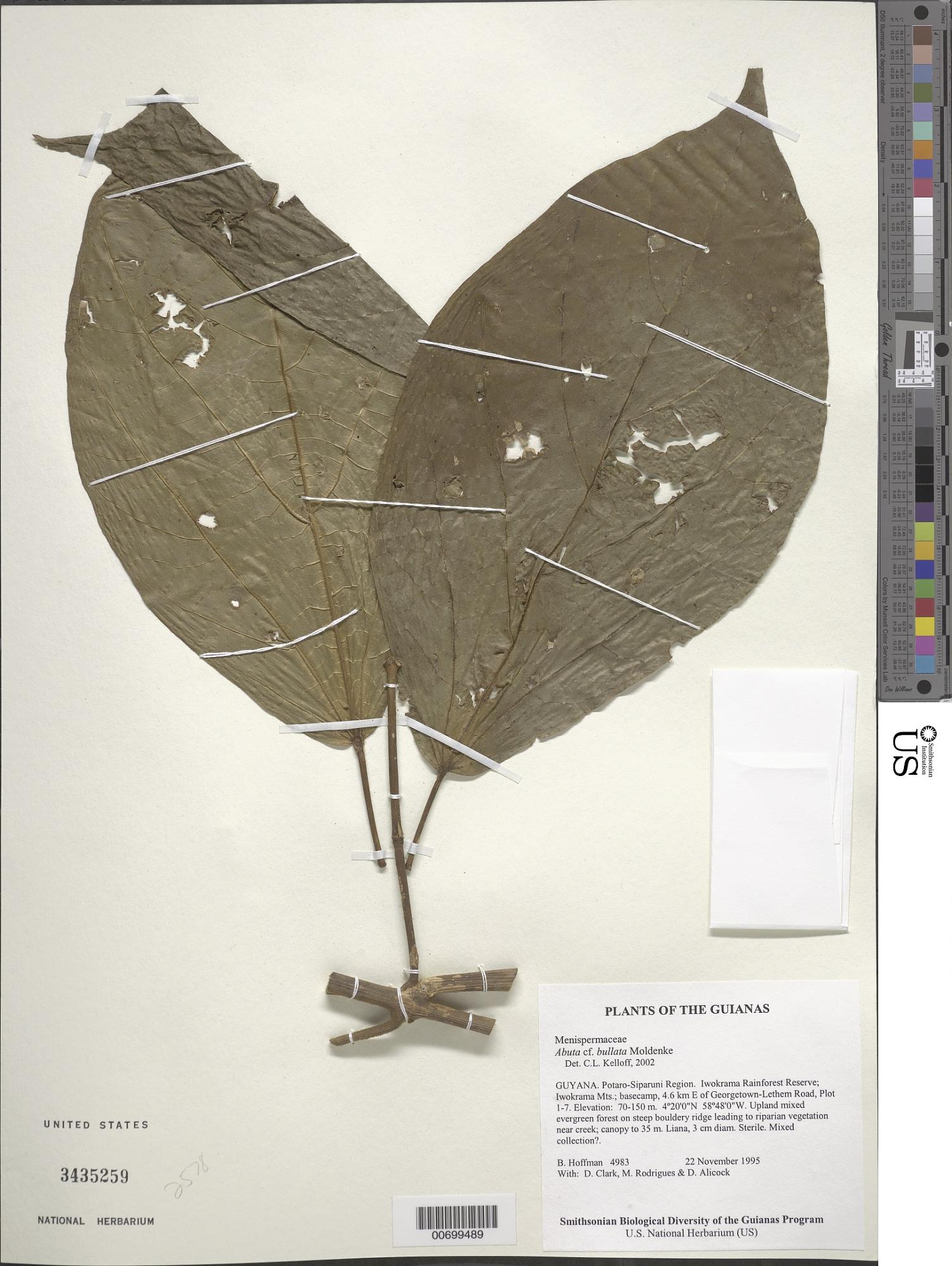 Abuta bullata