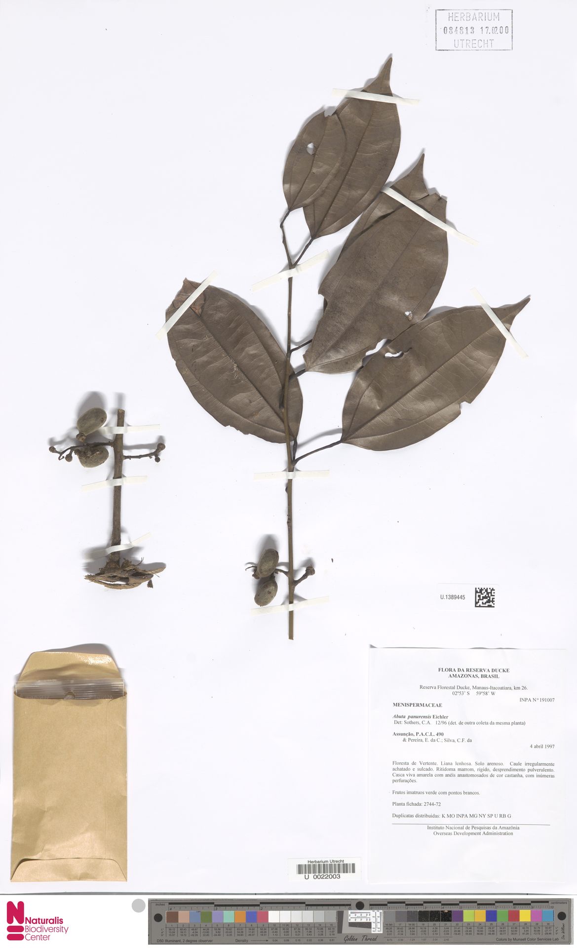 Abuta panurensis