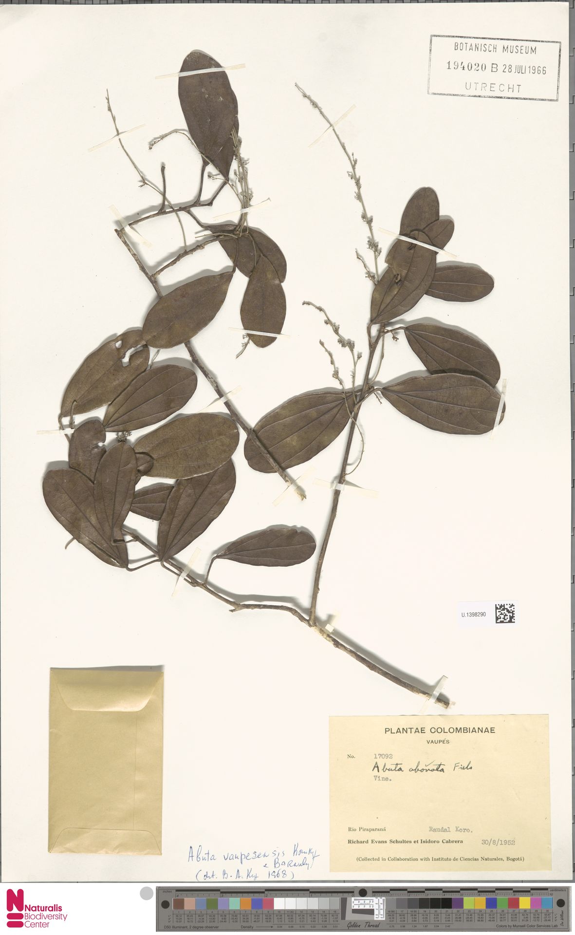Abuta vaupesensis