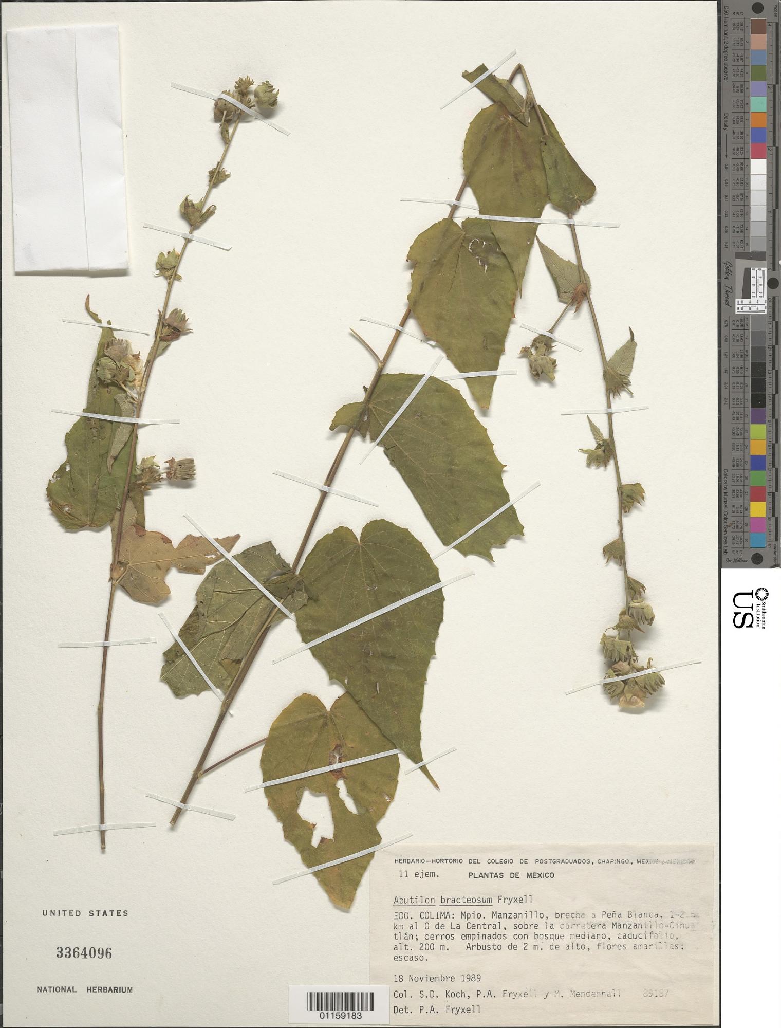 Abutilon bracteosum