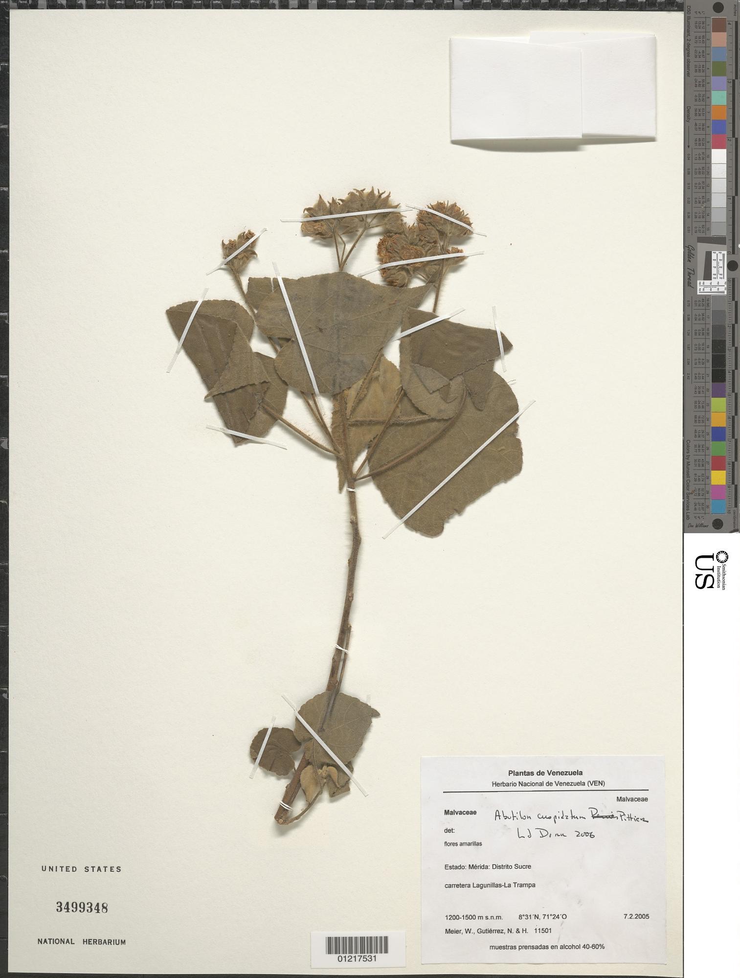Abutilon cuspidatum