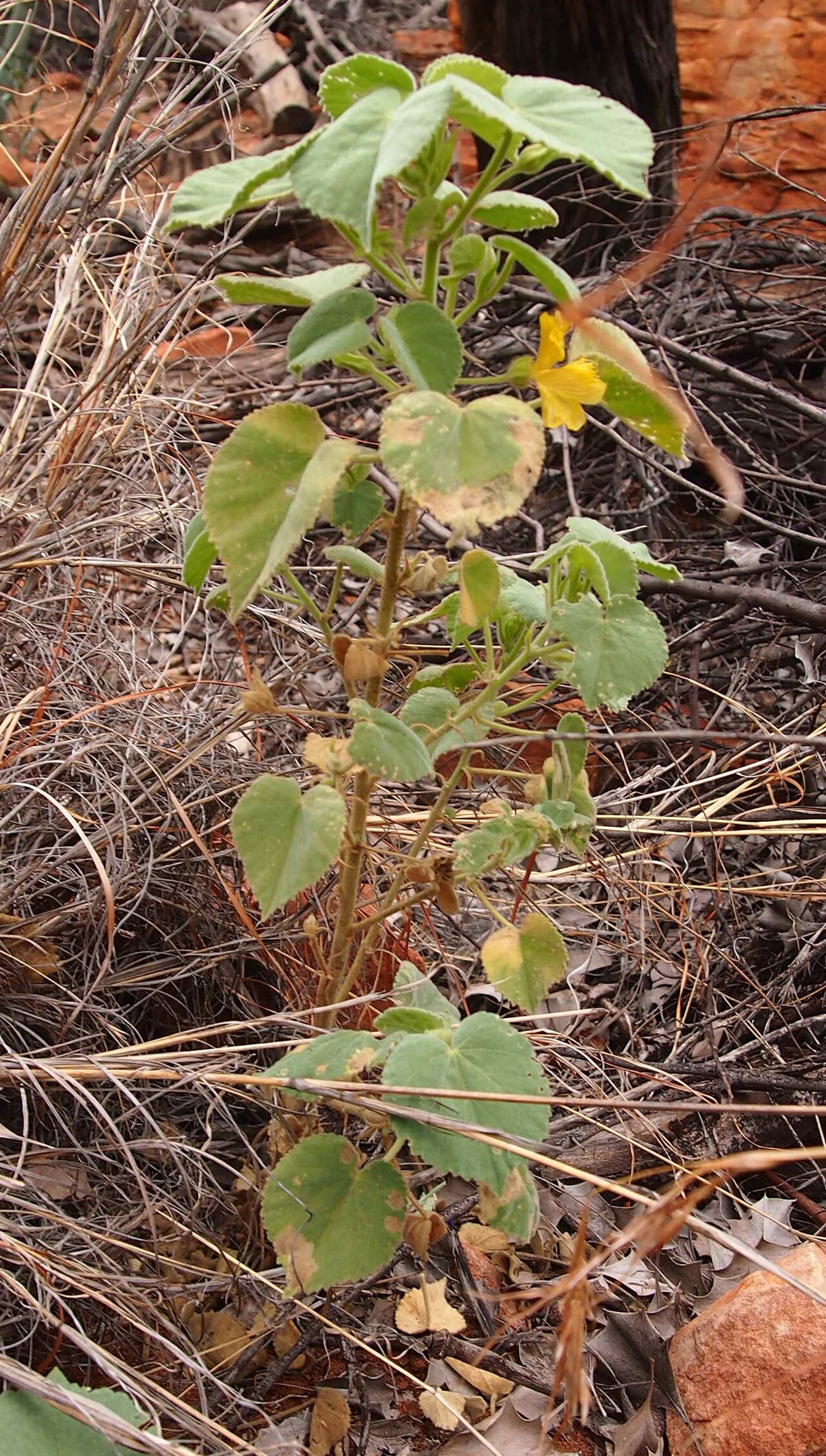 Abutilon leucopetalum