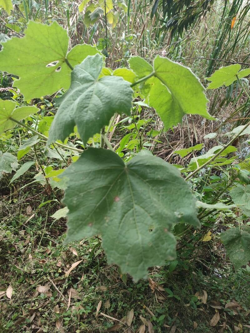 Abutilon mauritianum