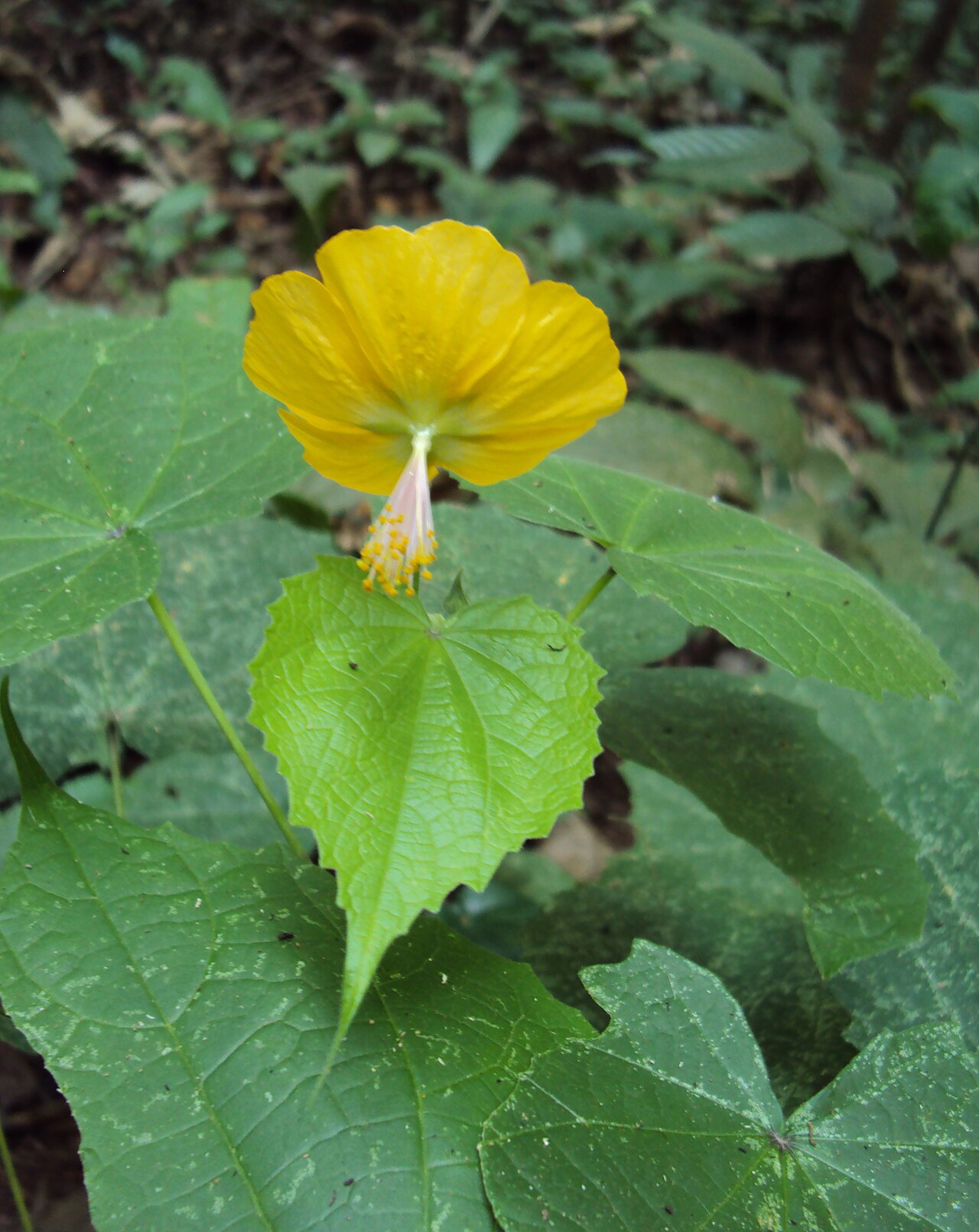 Abutilon persicum