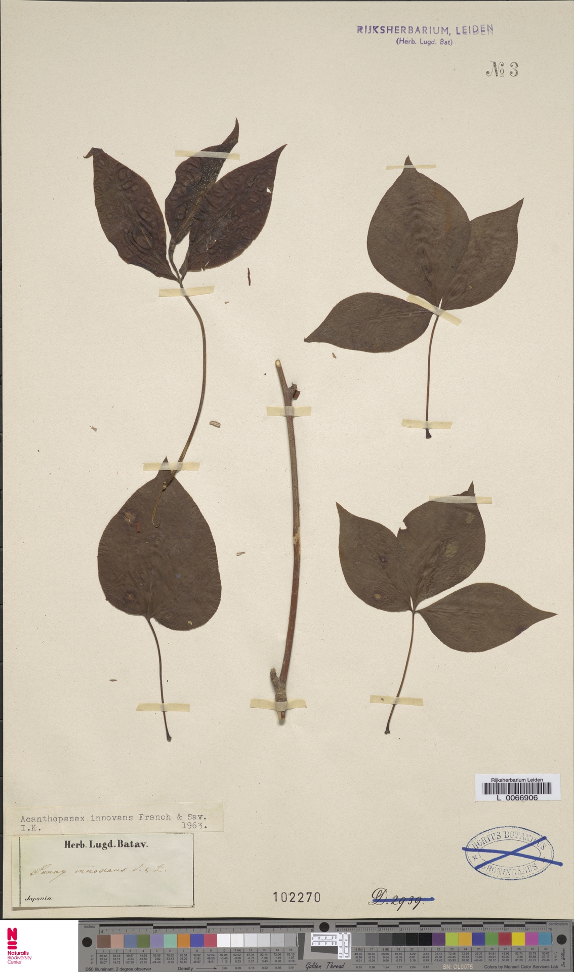 Acanthopanax innovans