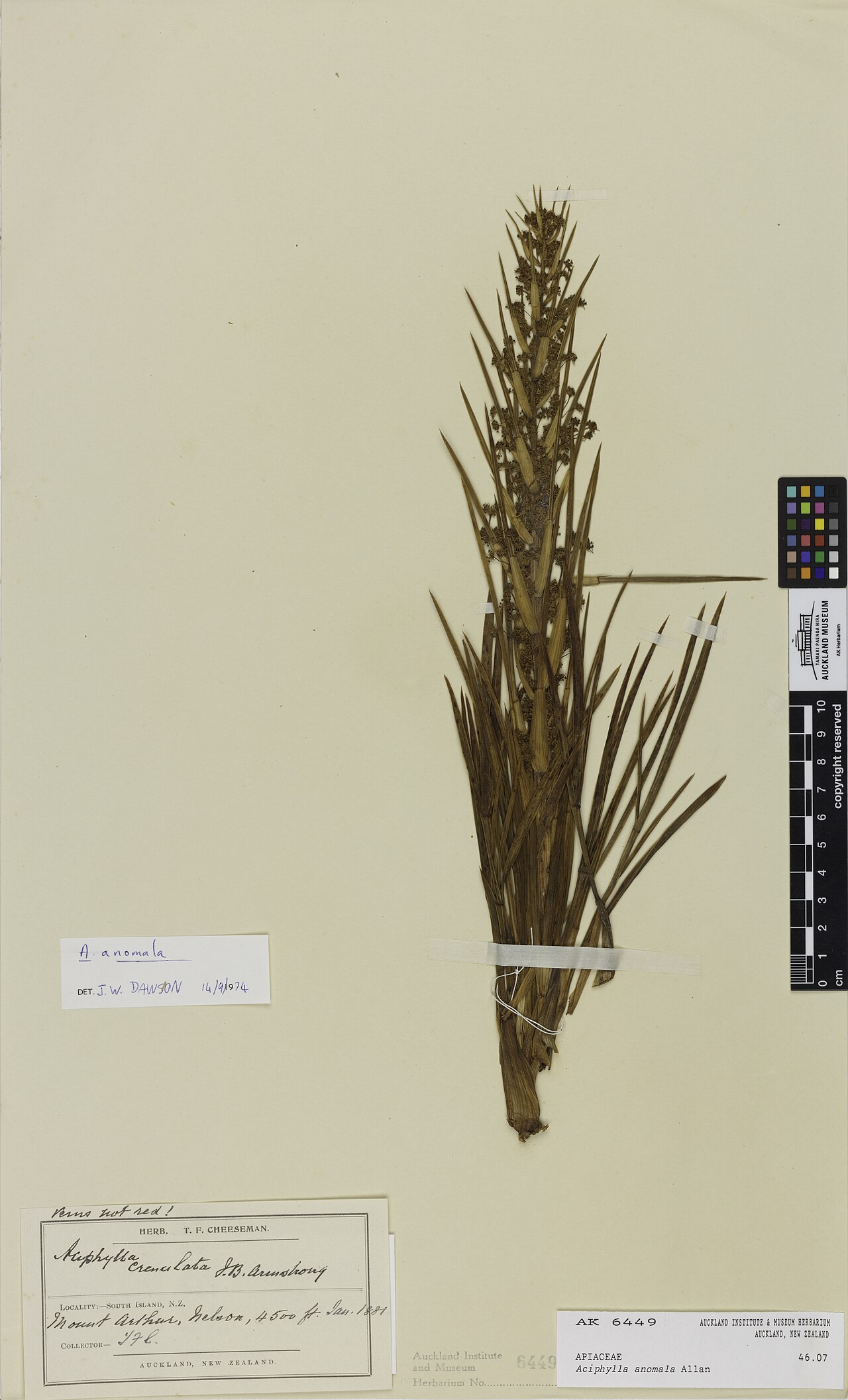 Aciphylla anomala