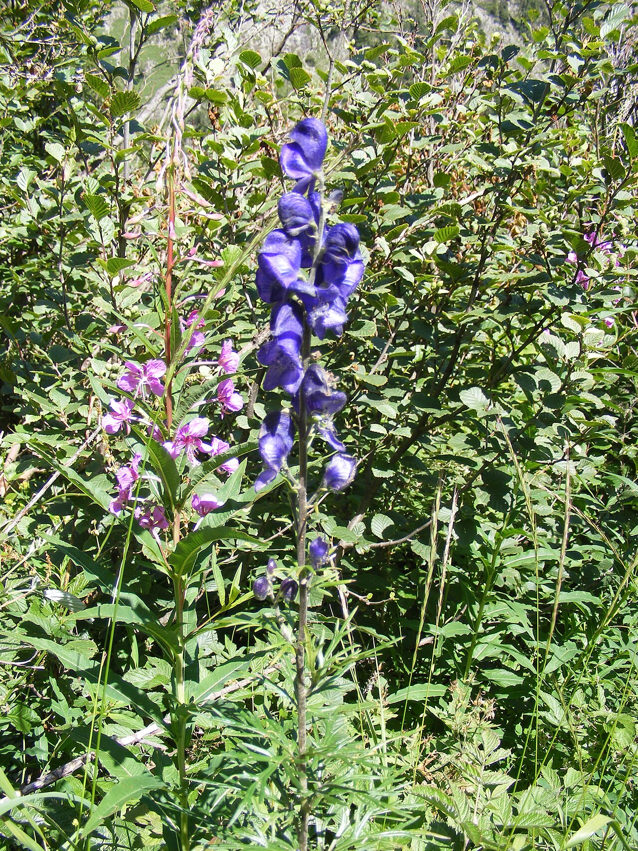 Aconitum angustifolium