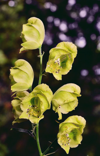 Aconitum delavayi