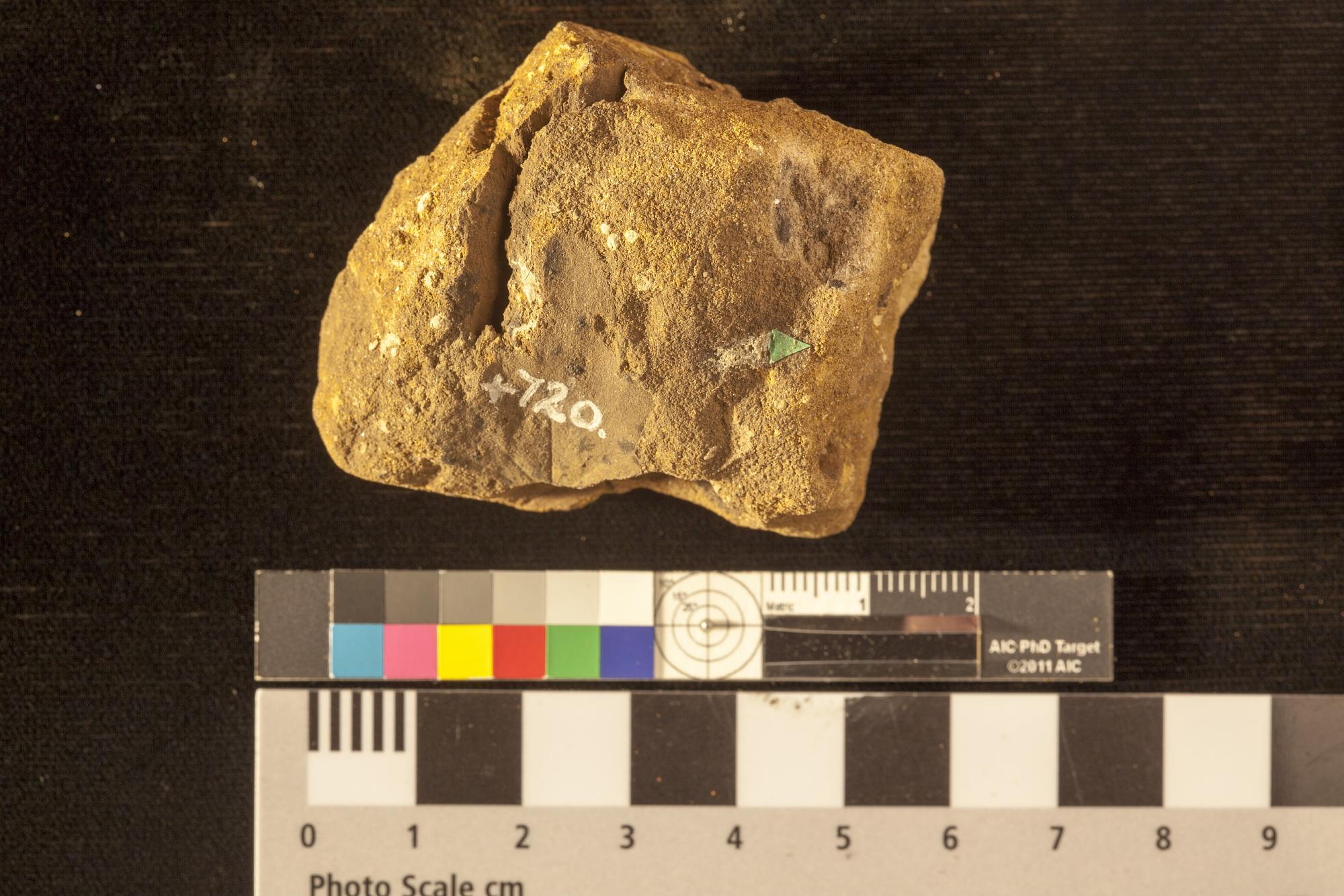 Acorites menispermifolius