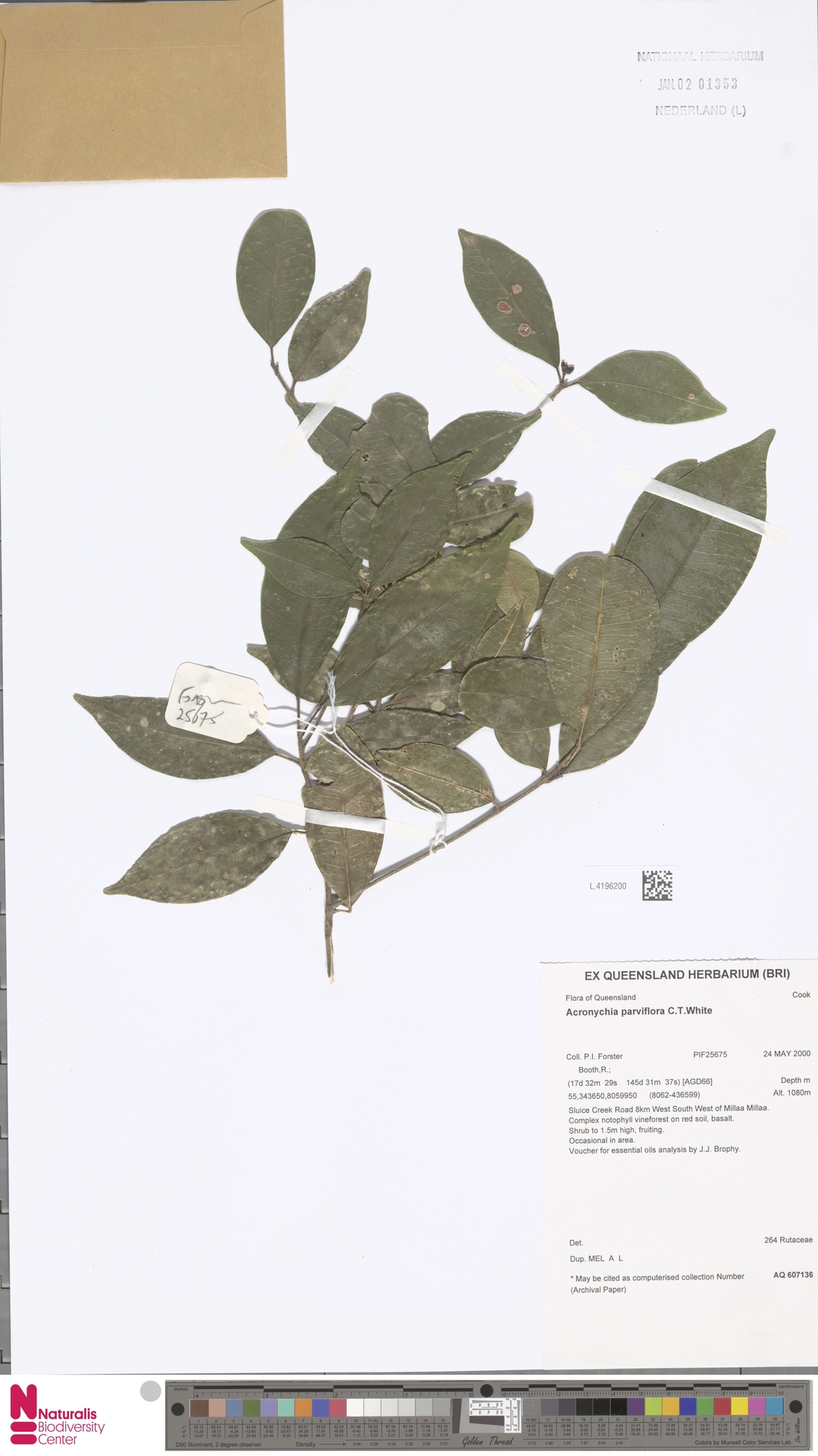 Acronychia parviflora