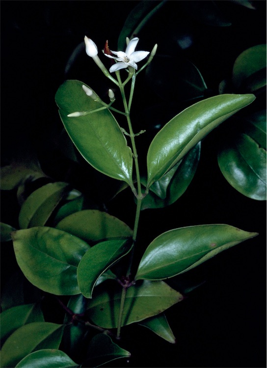Acronychia pauciflora