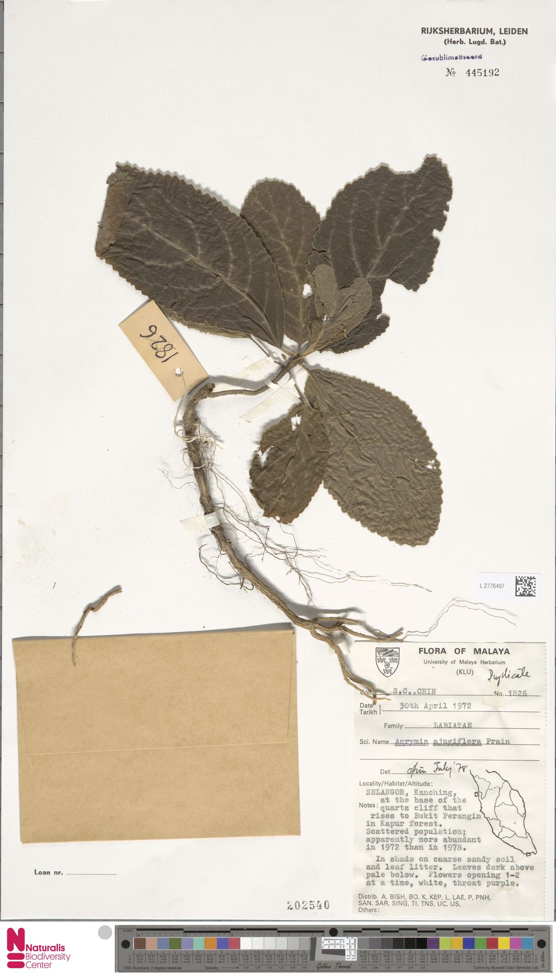 Acrymia ajugiflora