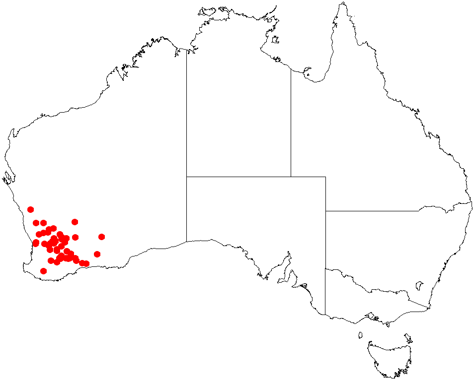 Actinotus superbus
