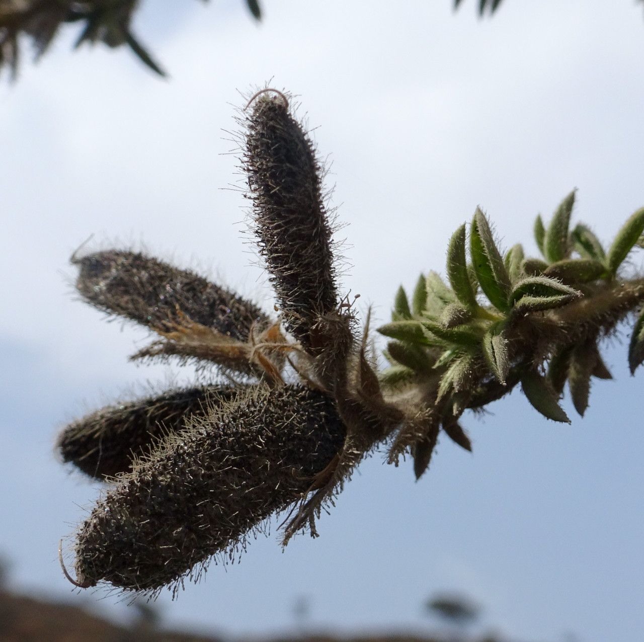 Adenocarpus mannii