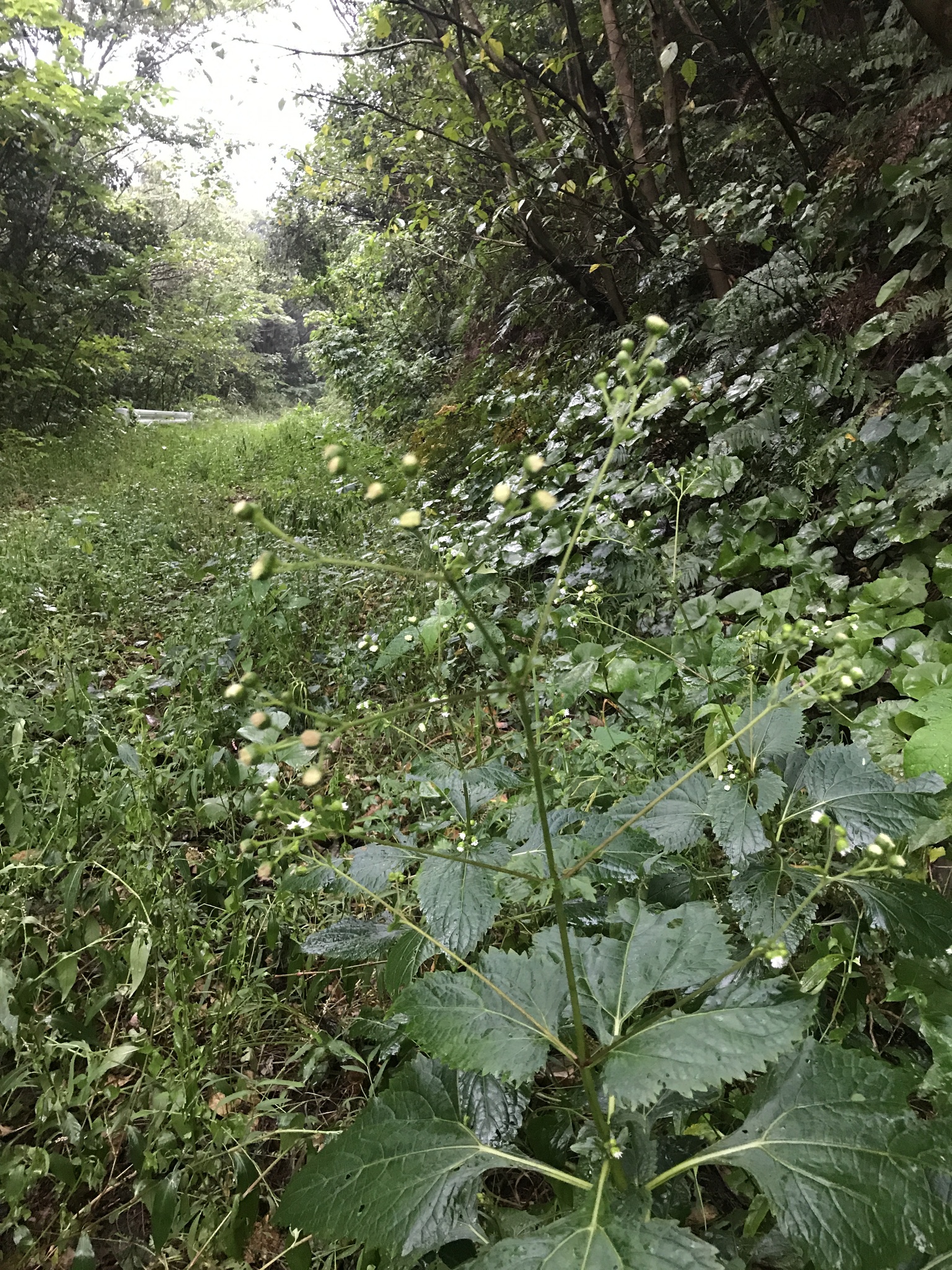 Adenostemma madurense