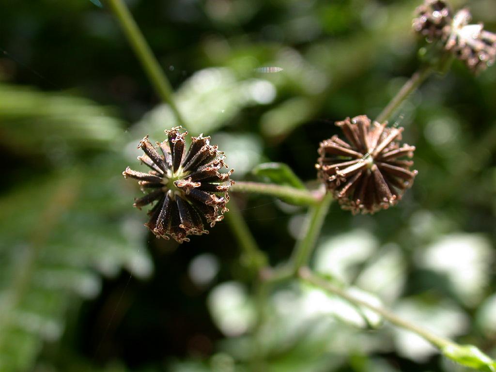Adenostemma viscosum