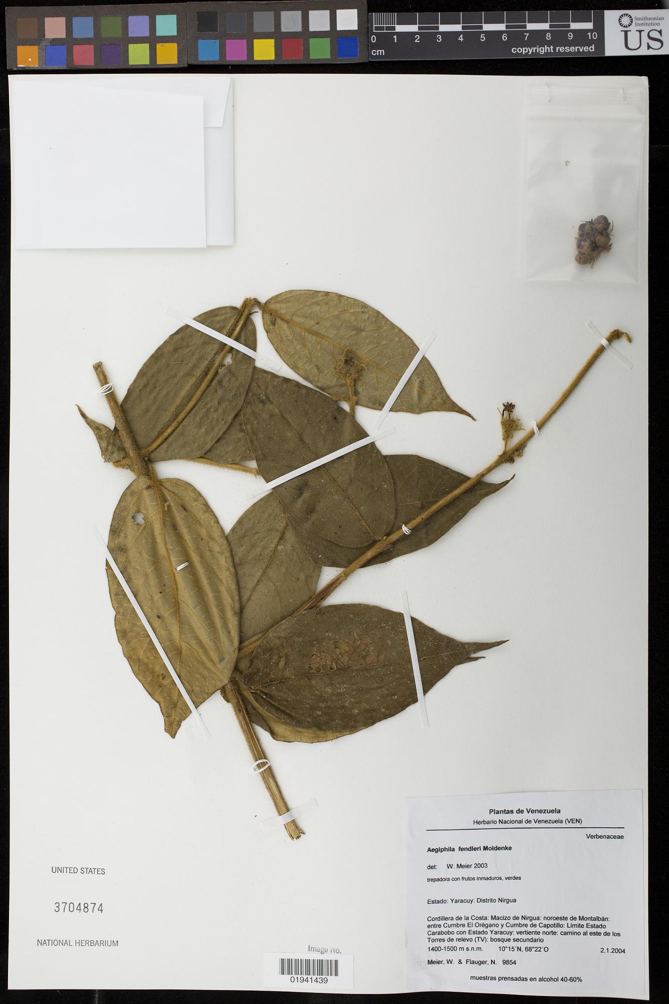 Aegiphila fendleri