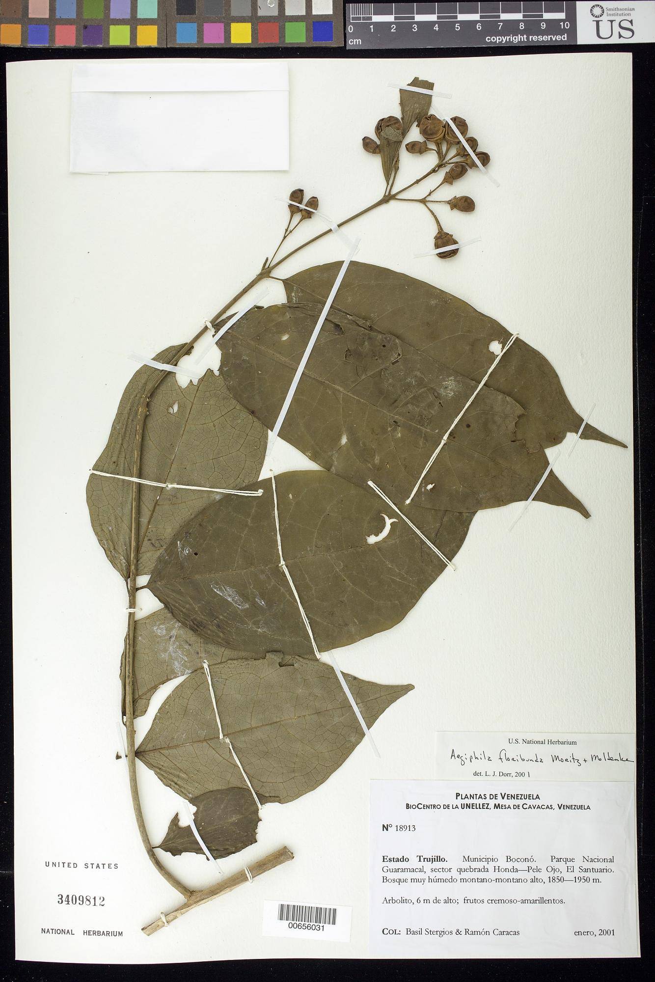 Aegiphila floribunda