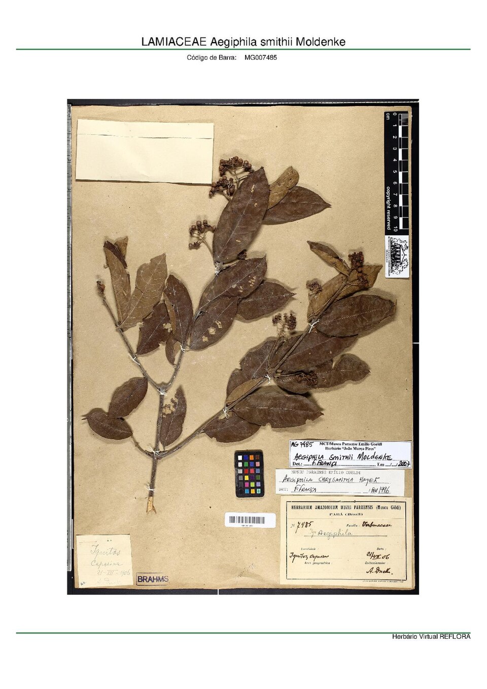 Aegiphila smithii