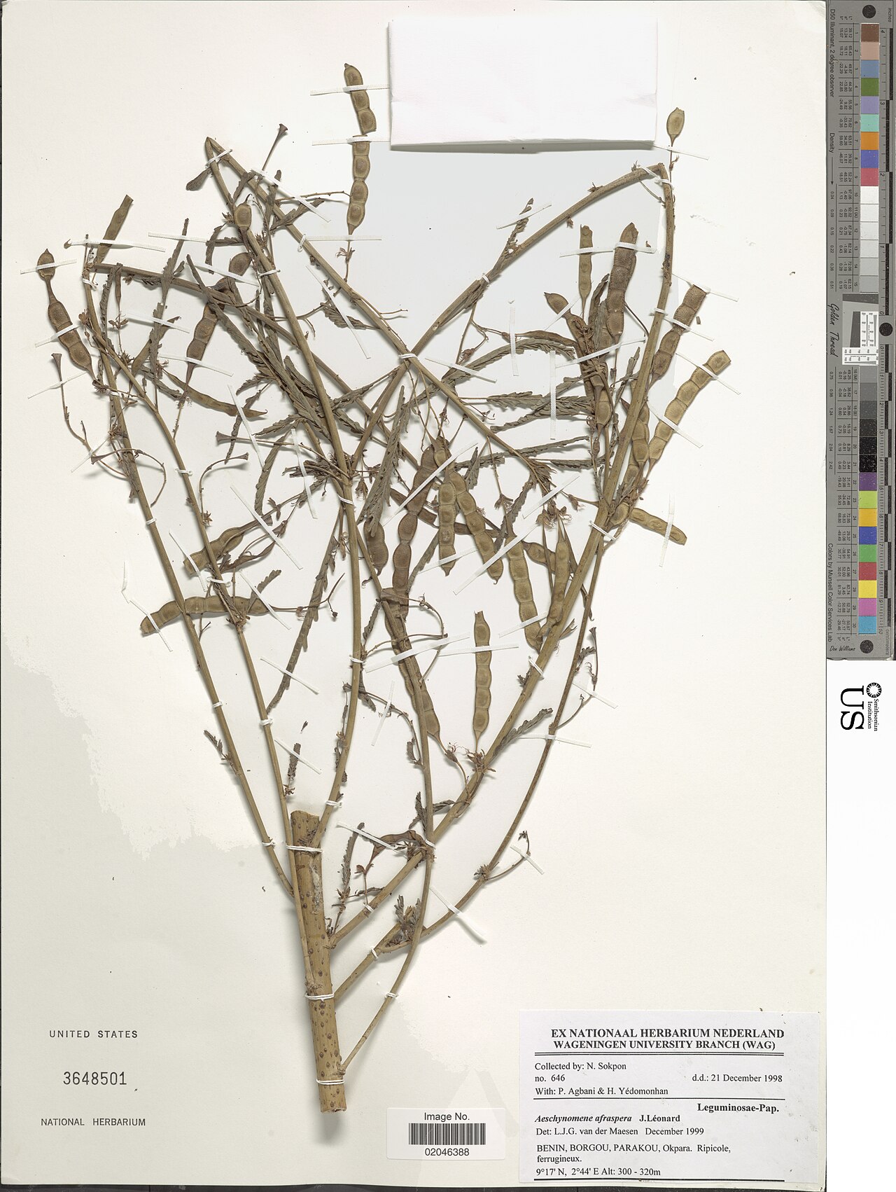 Aeschynomene afraspera