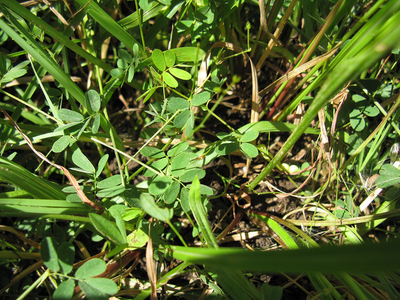 Aeschynomene brevifolia