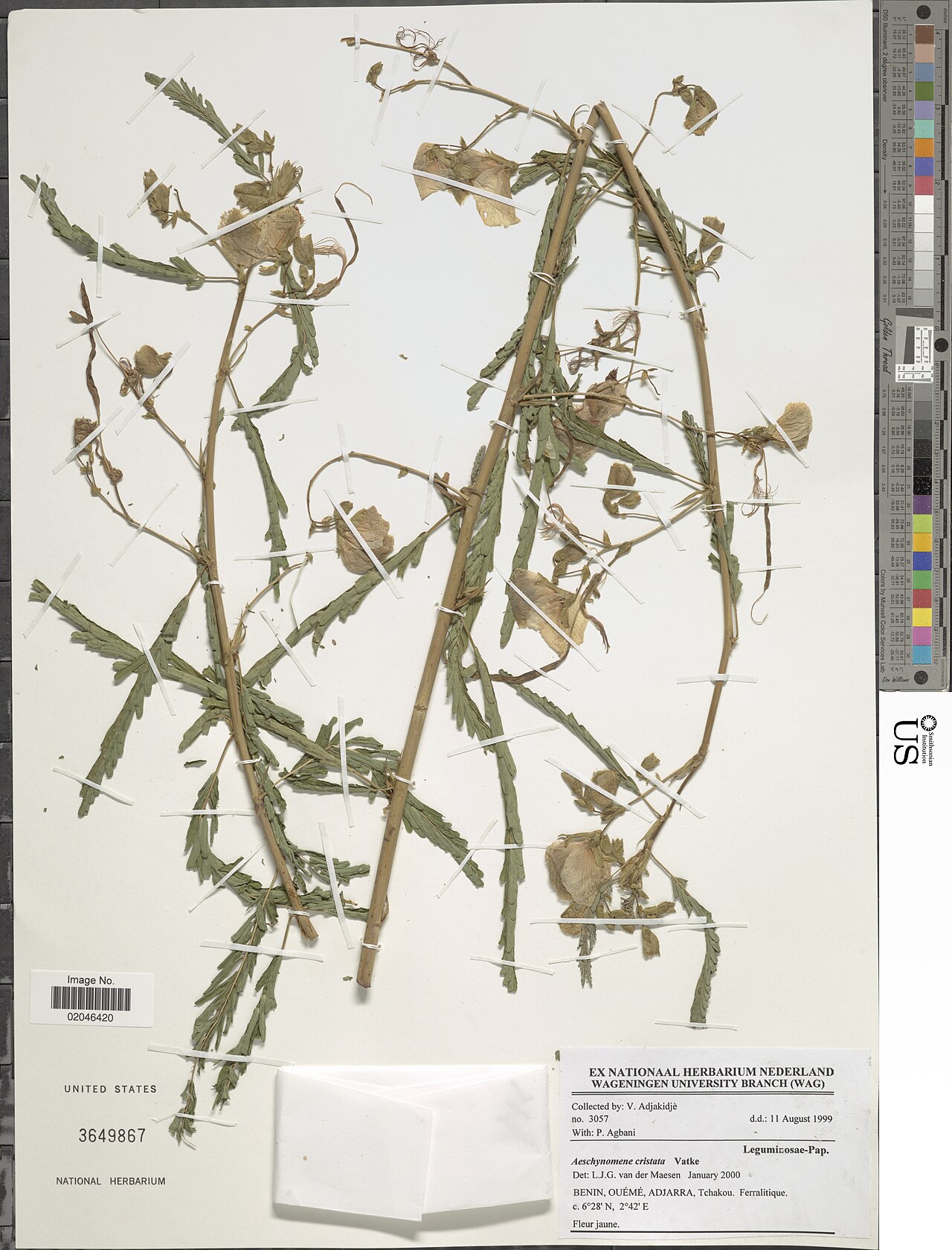 Aeschynomene cristata