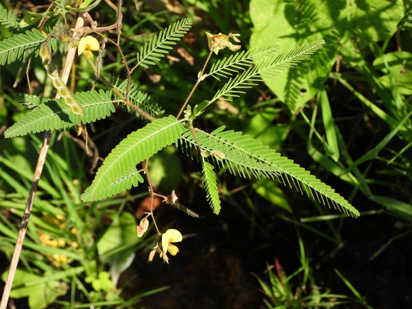 Aeschynomene indica