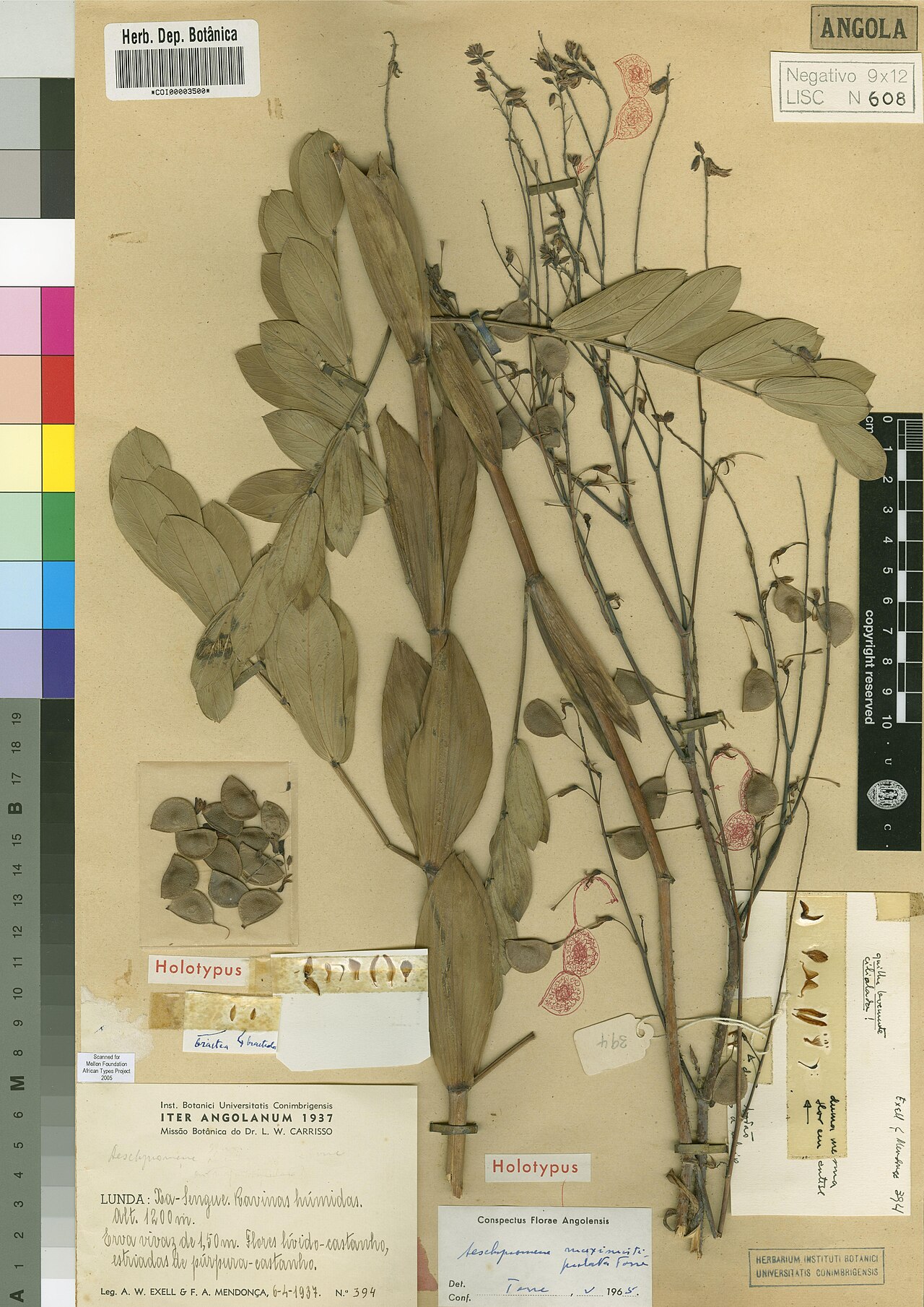 Aeschynomene maximistipulata