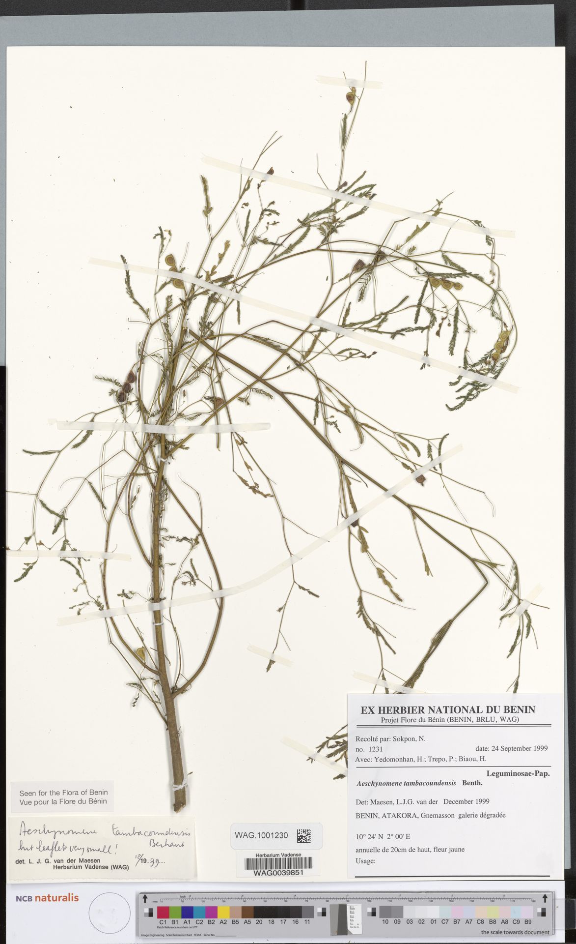Aeschynomene tambacoundensis