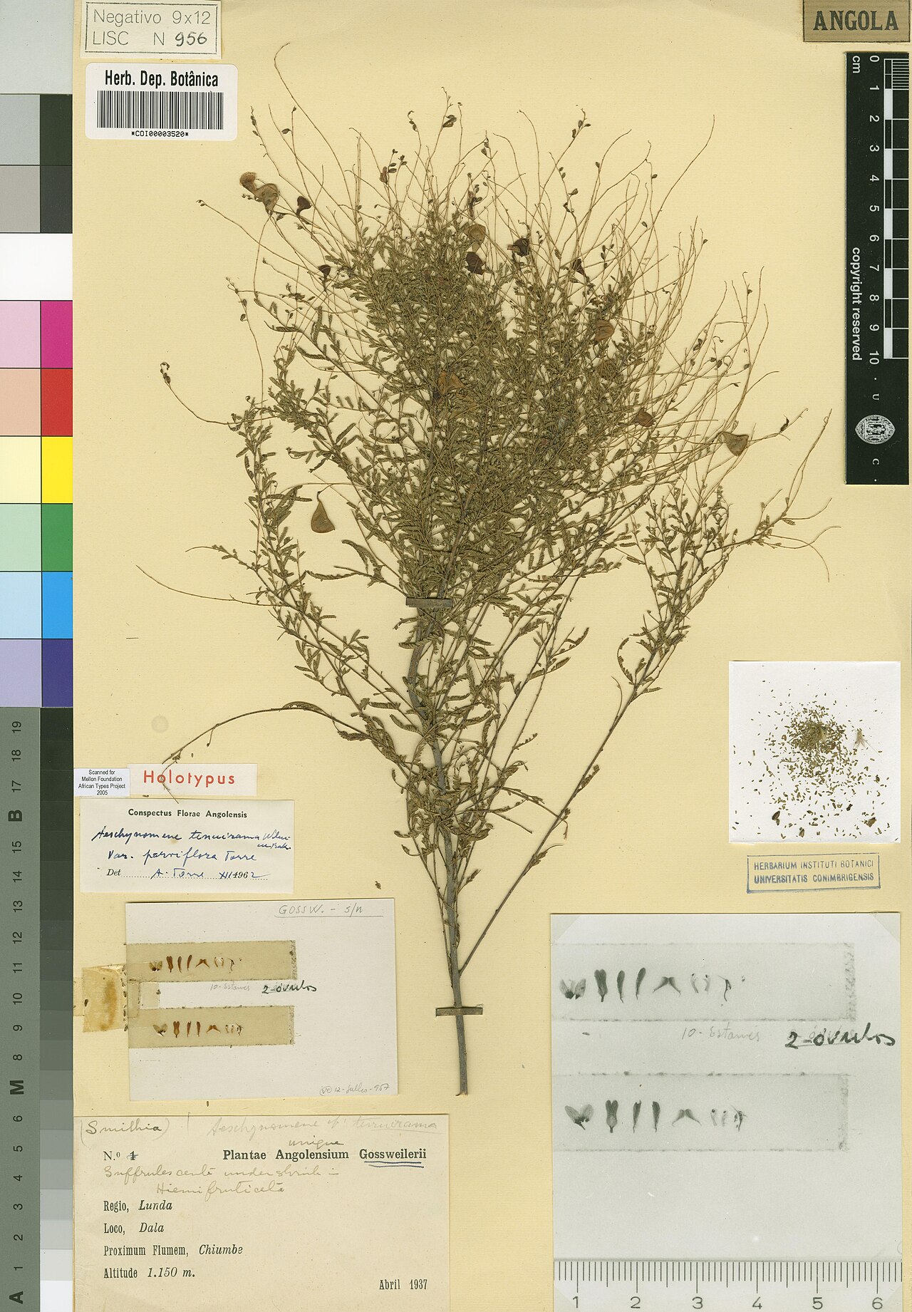Aeschynomene tenuirama