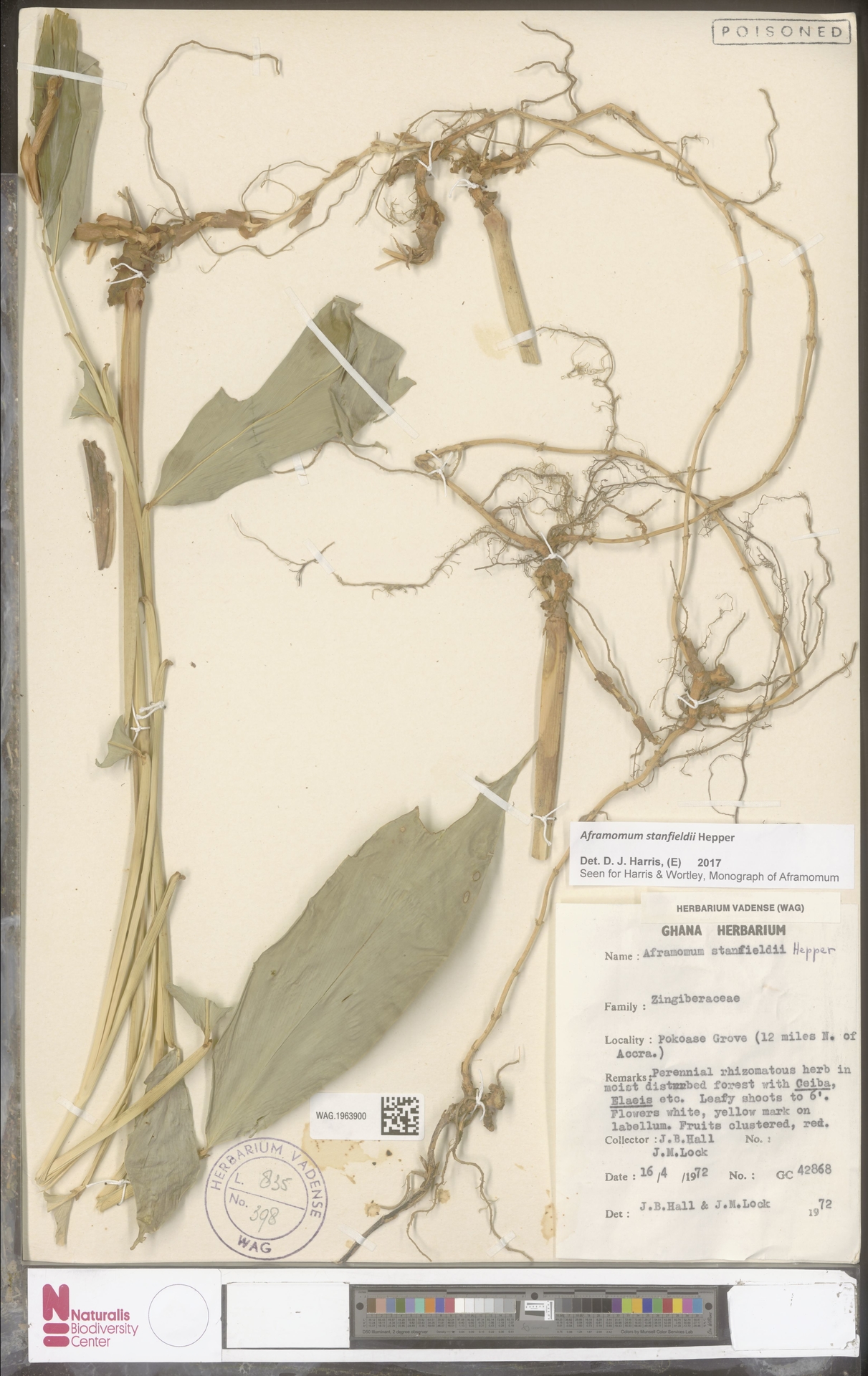 Aframomum stanfieldii