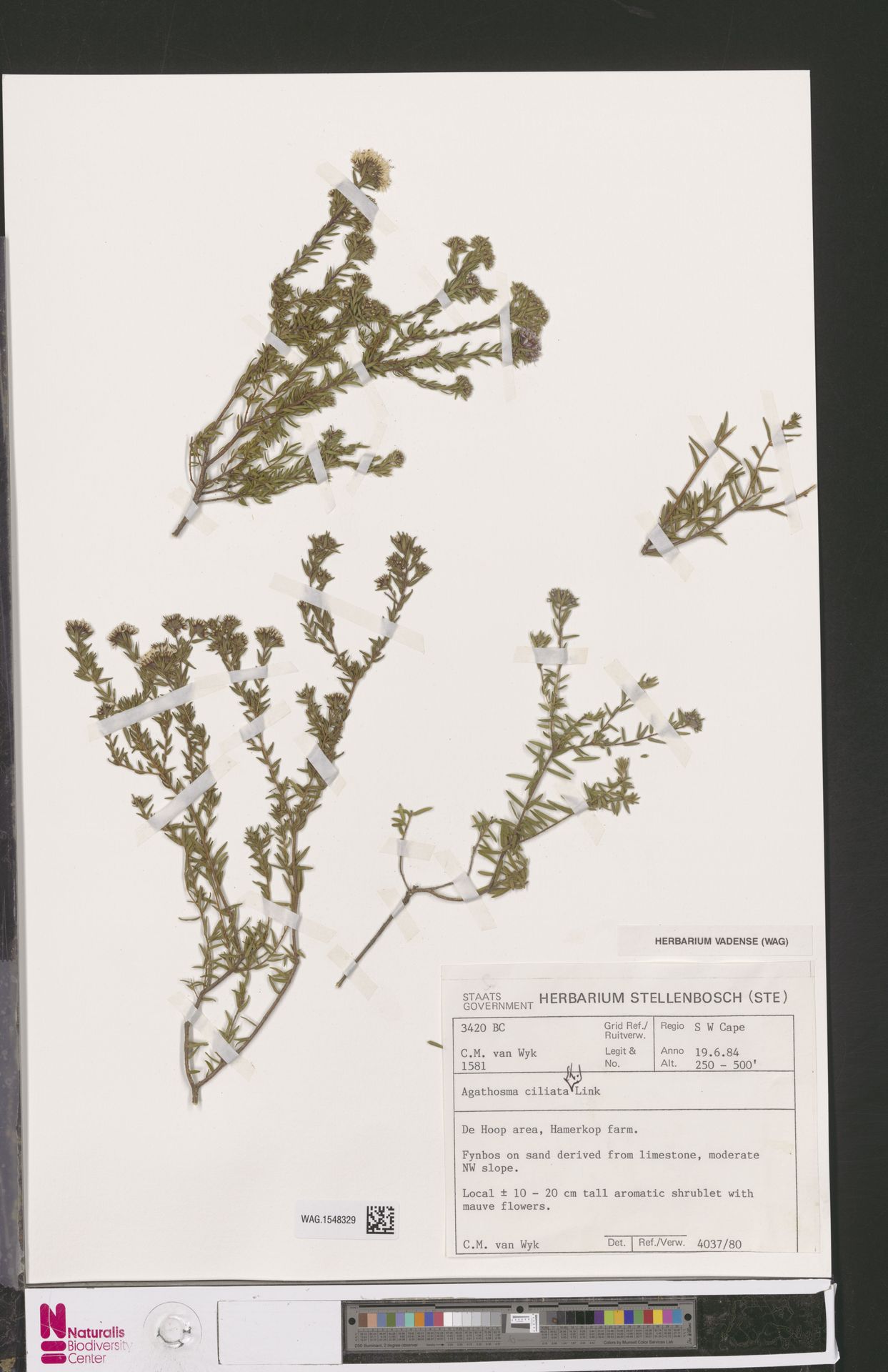 Agathosma ciliata
