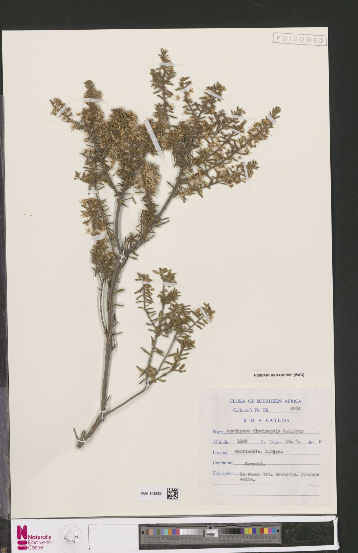 Agathosma clavisepala