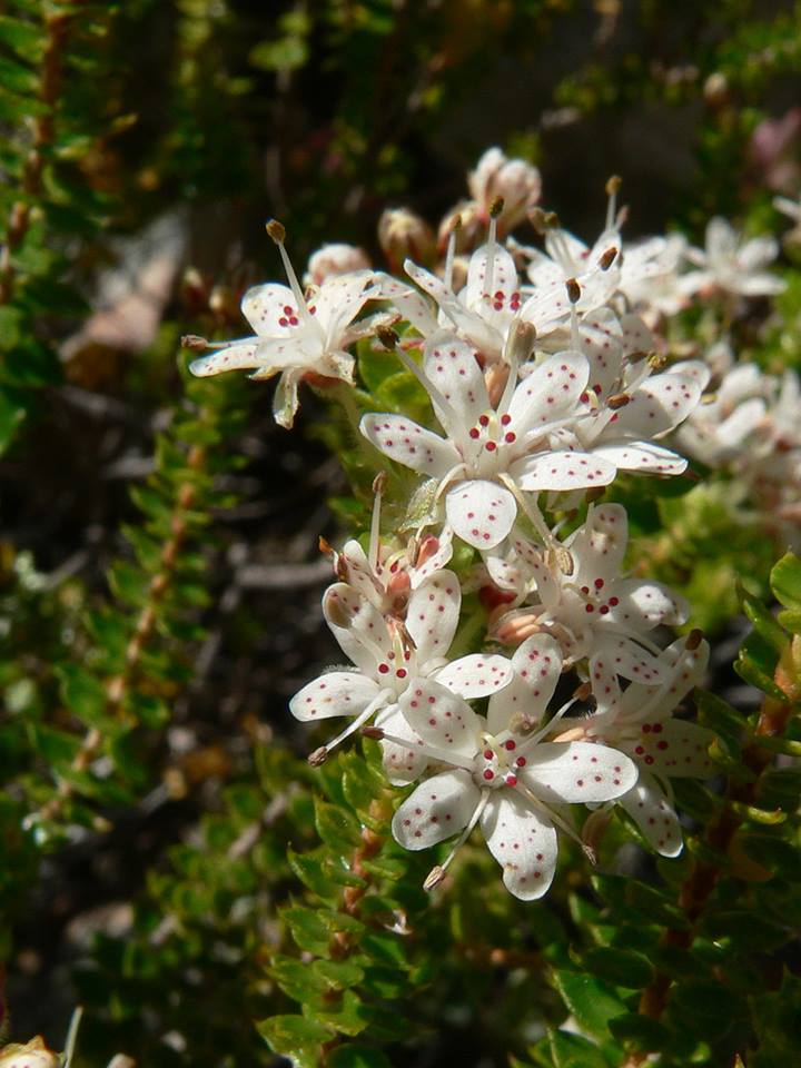 Agathosma mucronulata