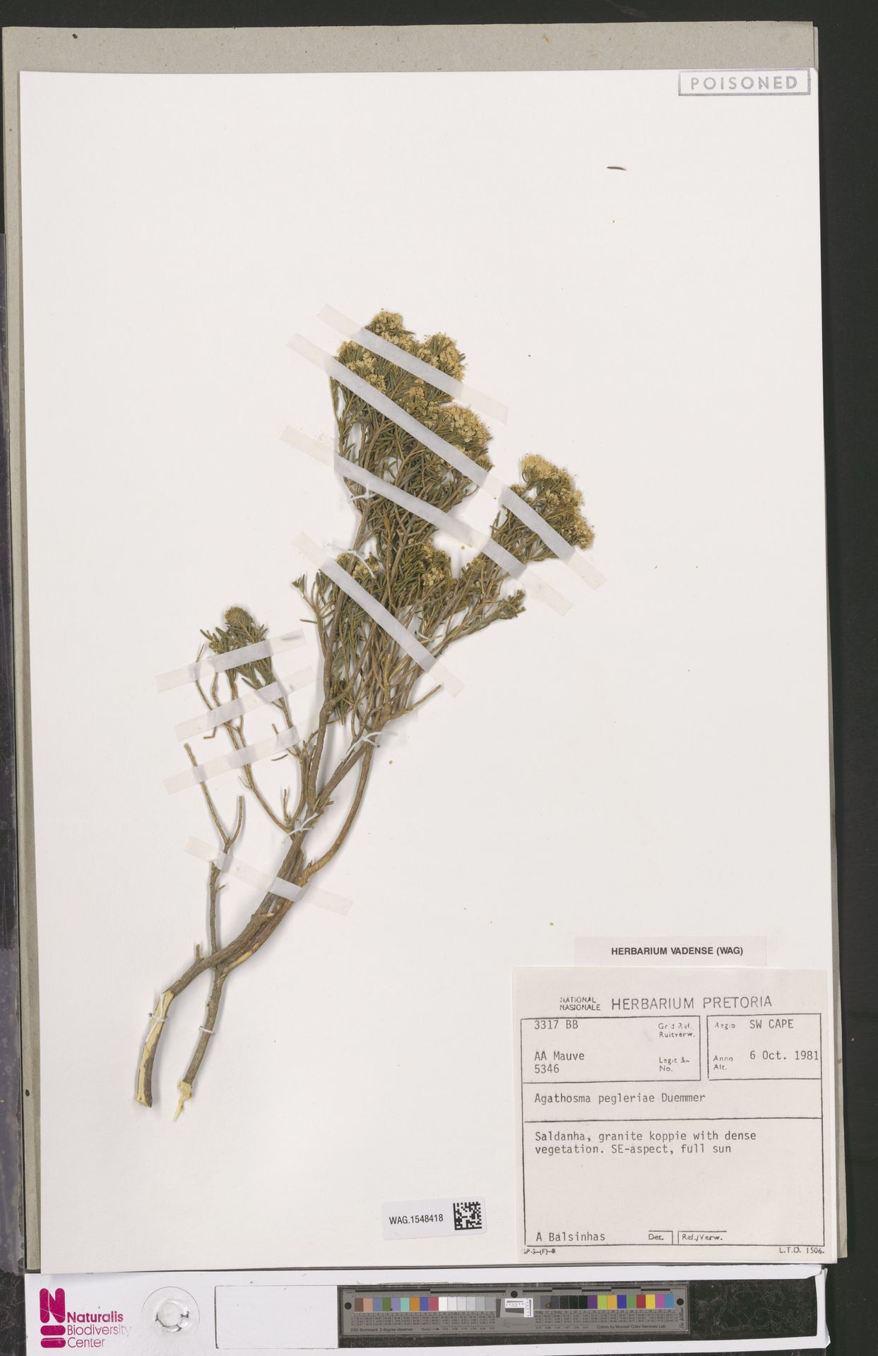 Agathosma pegleriae