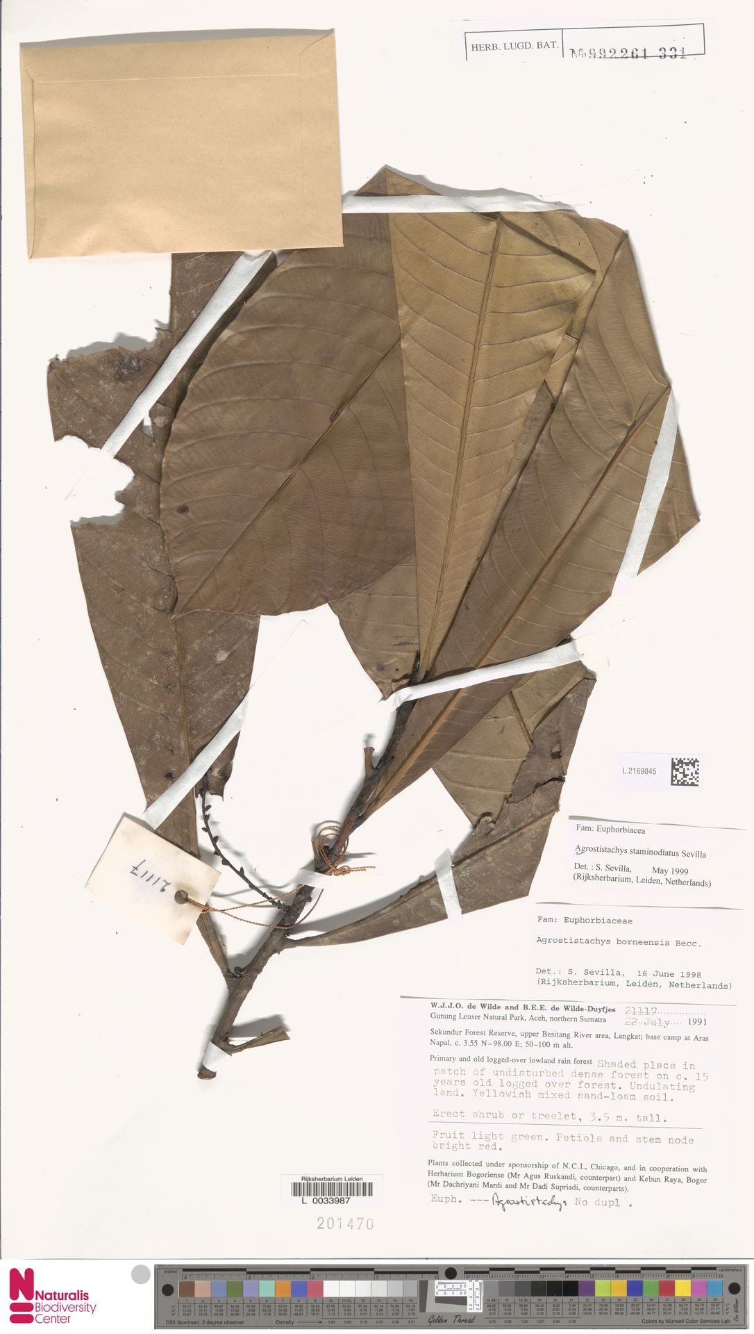 Agrostistachys staminodiata
