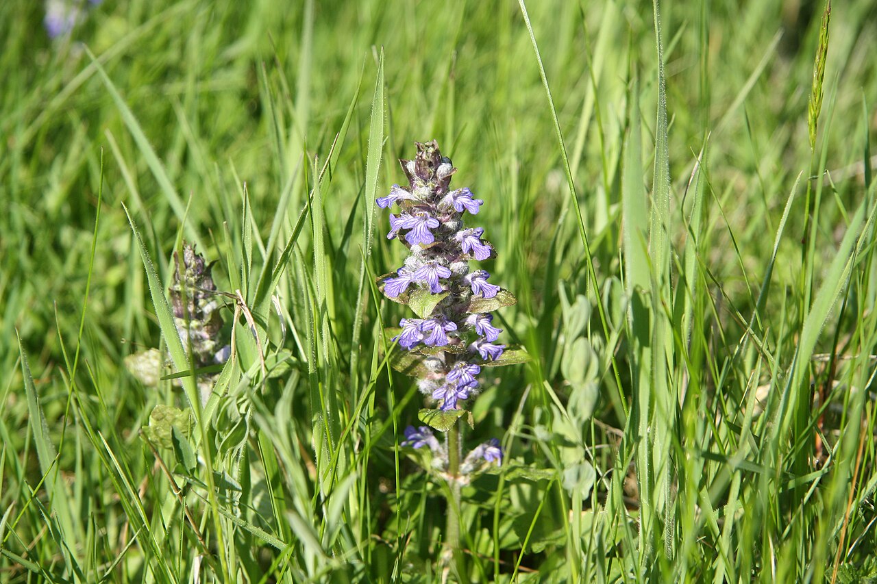 Ajuga spectabilis