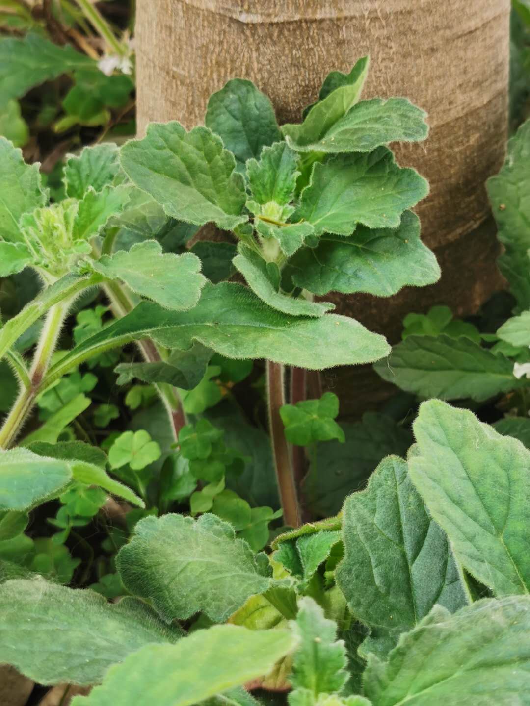 Ajuga taiwanensis