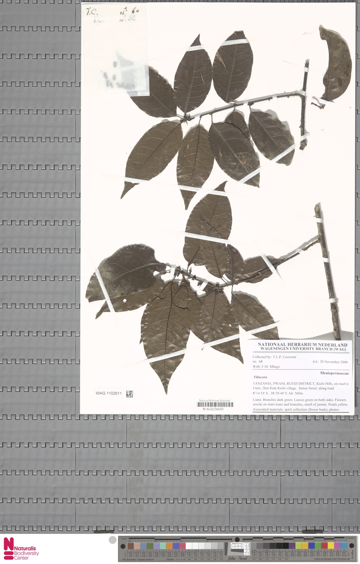 Albertisia apiculata