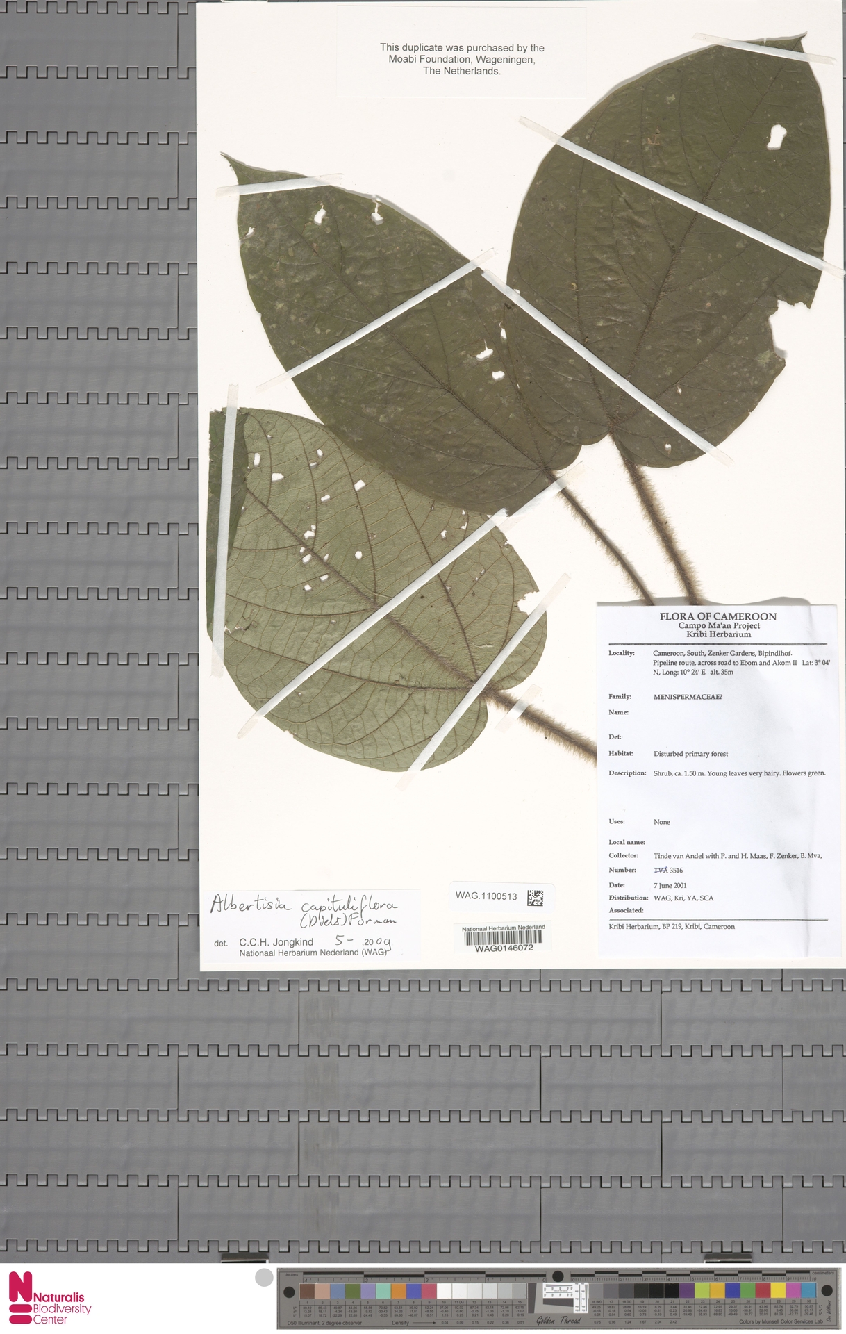 Albertisia capituliflora