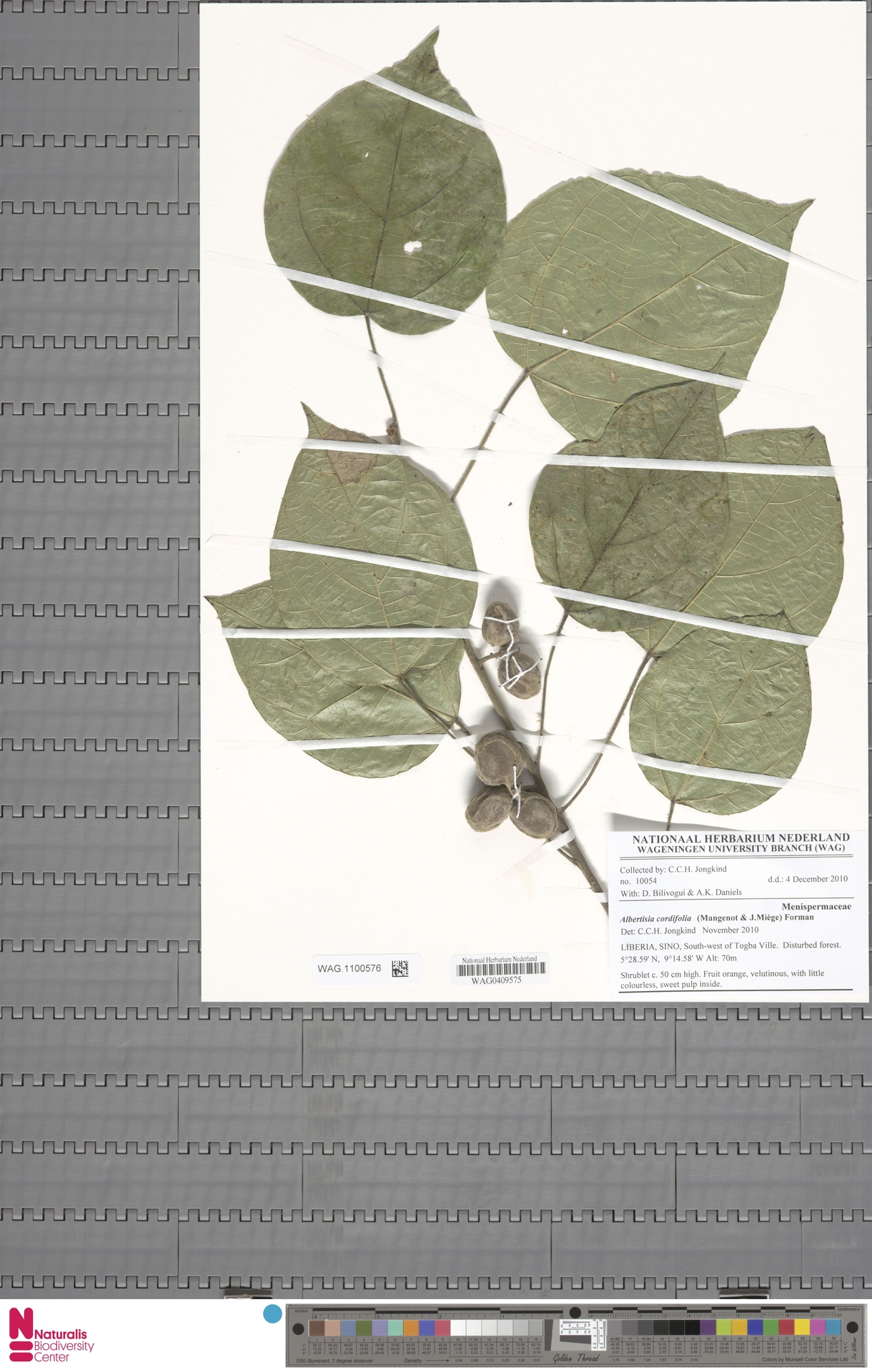 Albertisia cordifolia