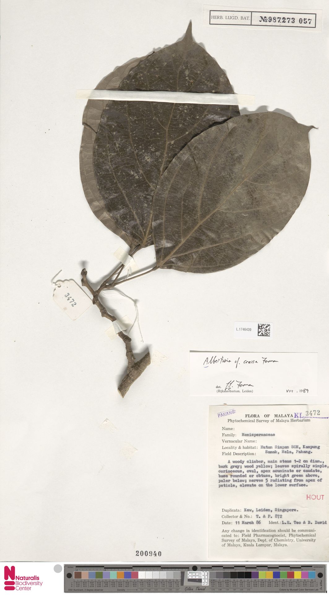 Albertisia crassa