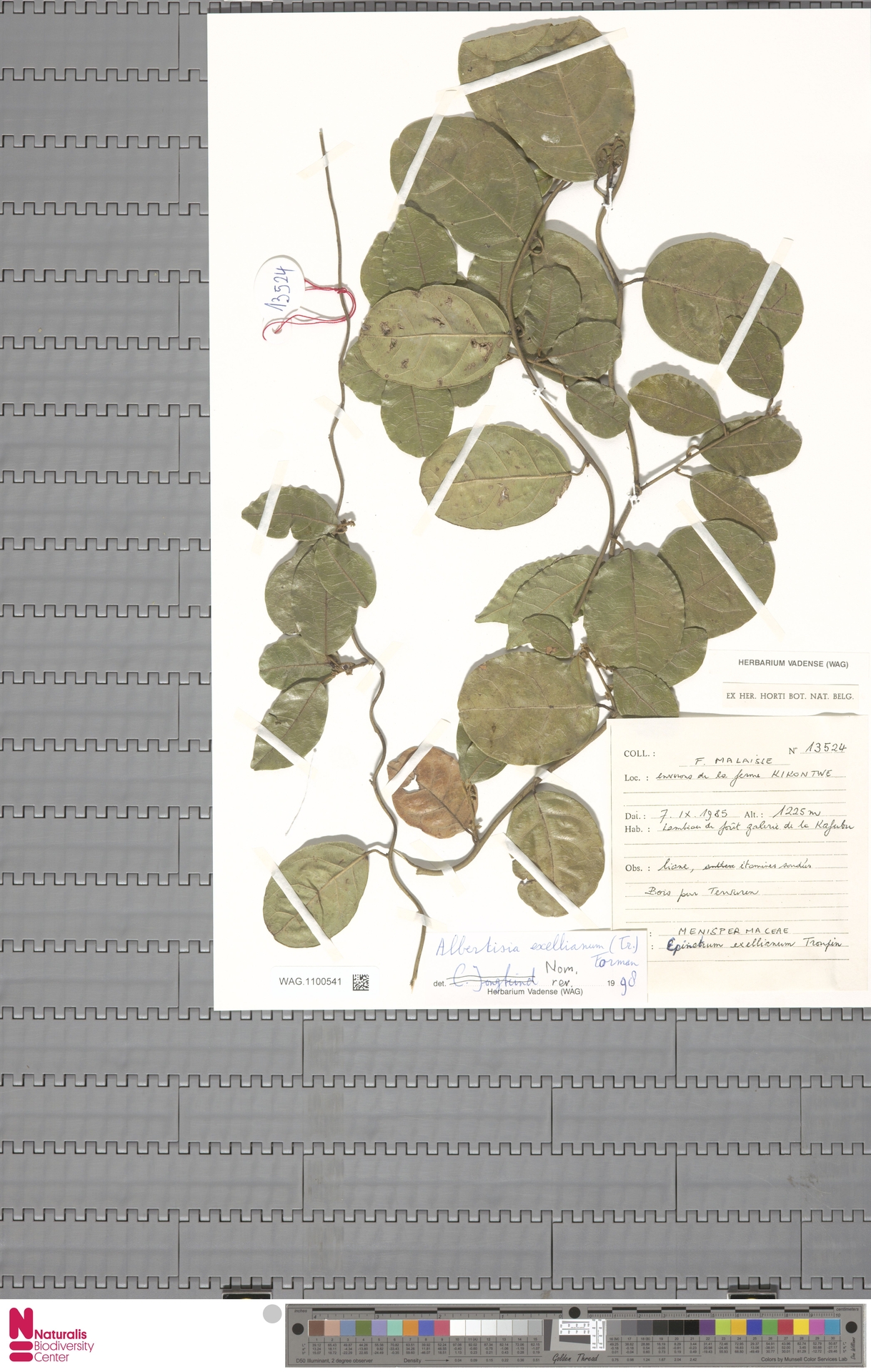 Albertisia exelliana