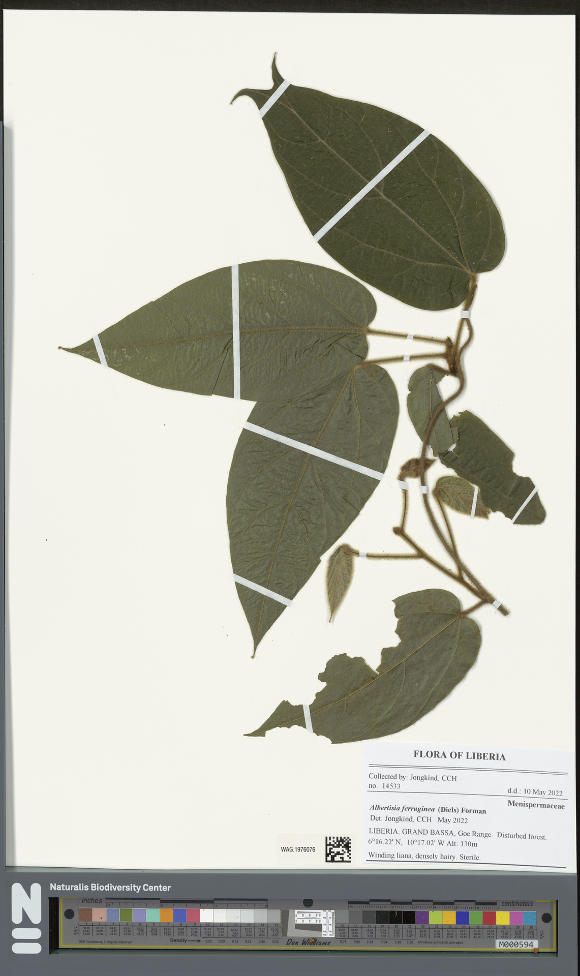 Albertisia ferruginea