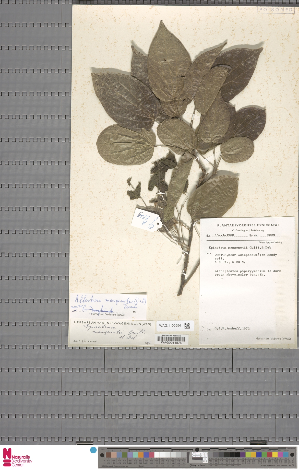 Albertisia mangenotii