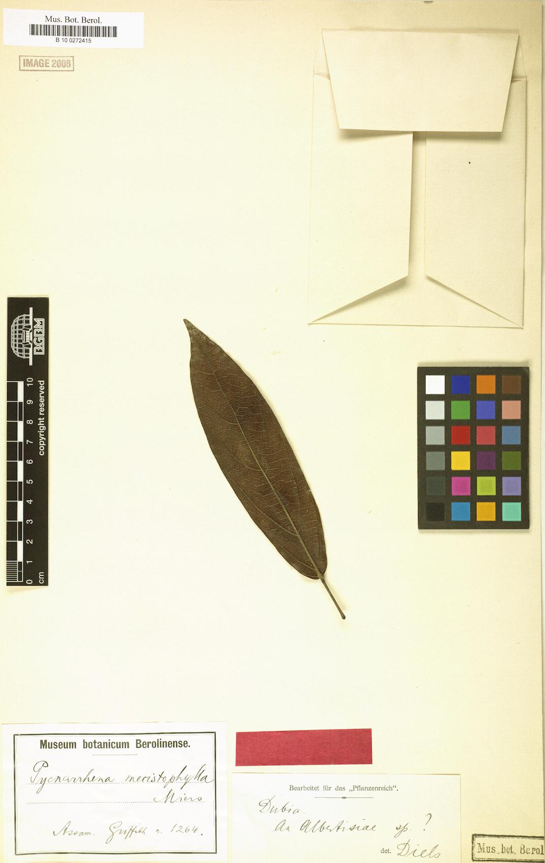 Albertisia mecistophylla