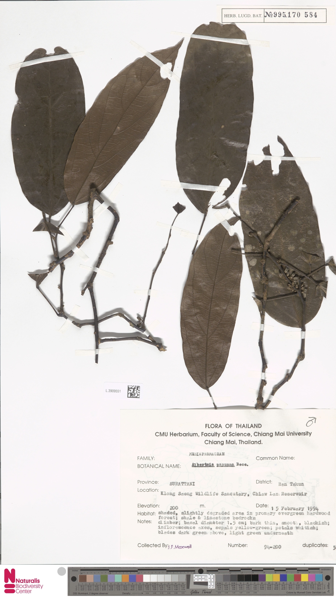 Albertisia papuana