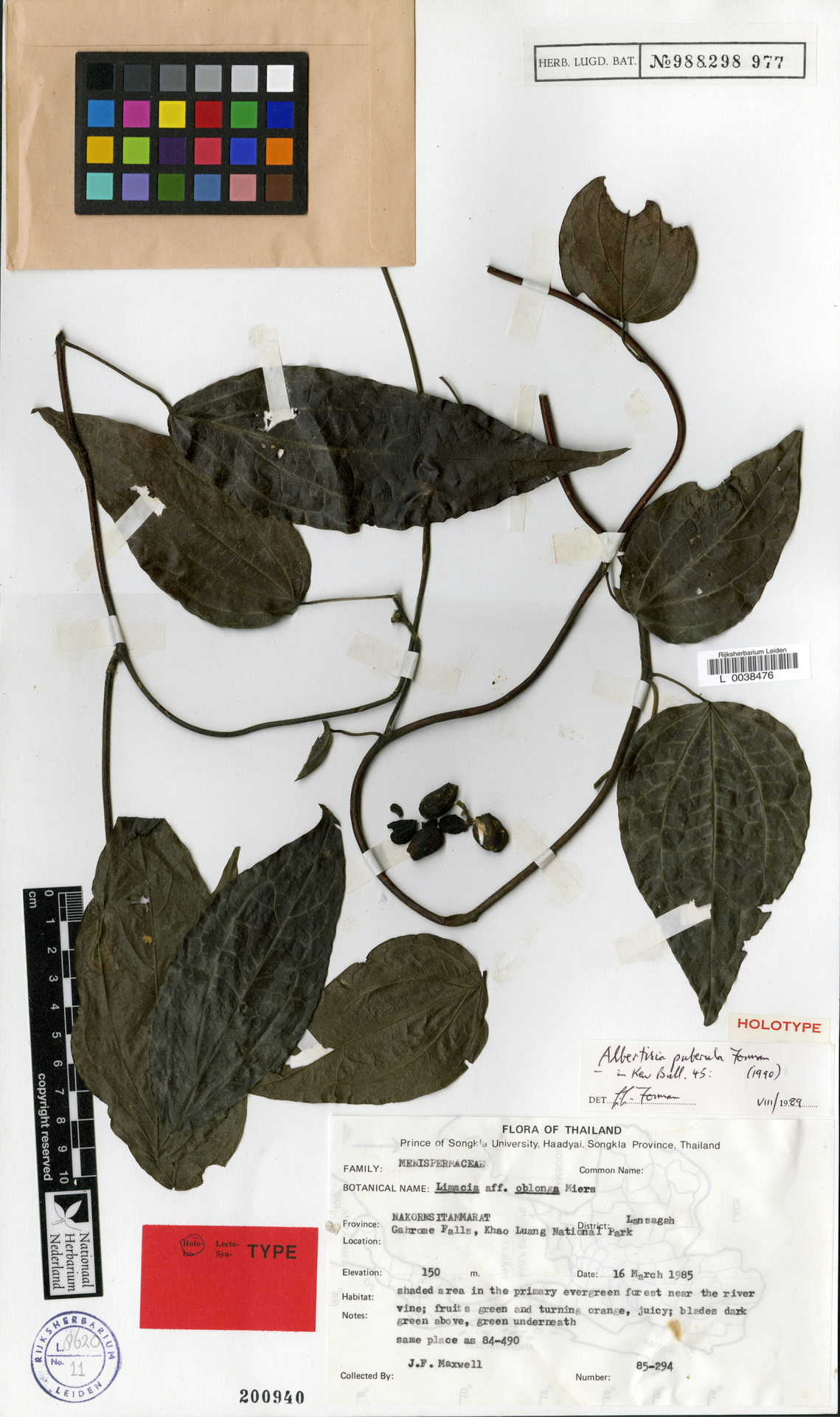 Albertisia puberula