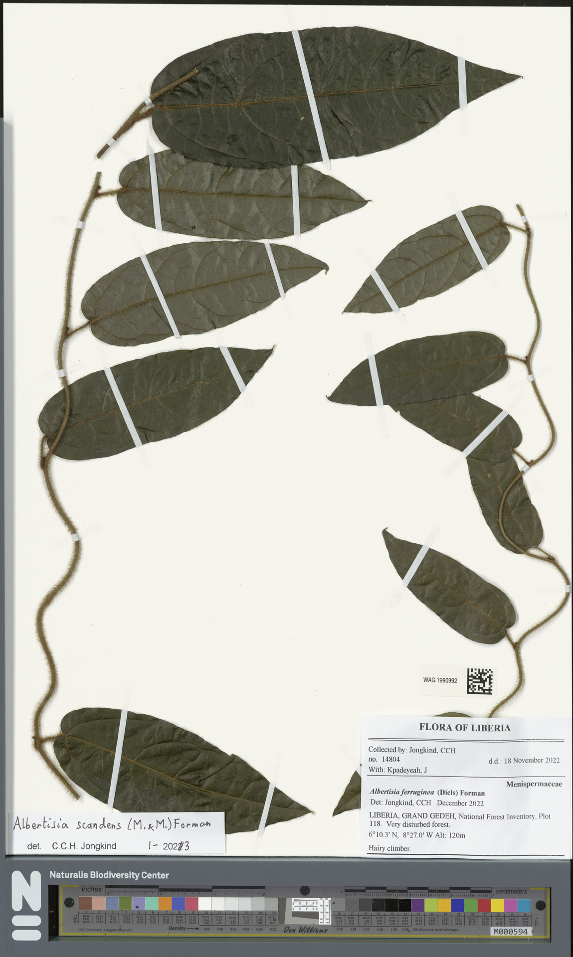 Albertisia scandens